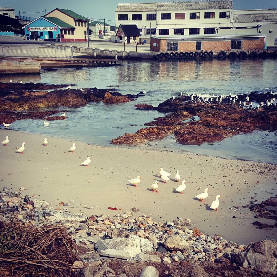 Fairview Accommodation Gansbaai Kültér fotó